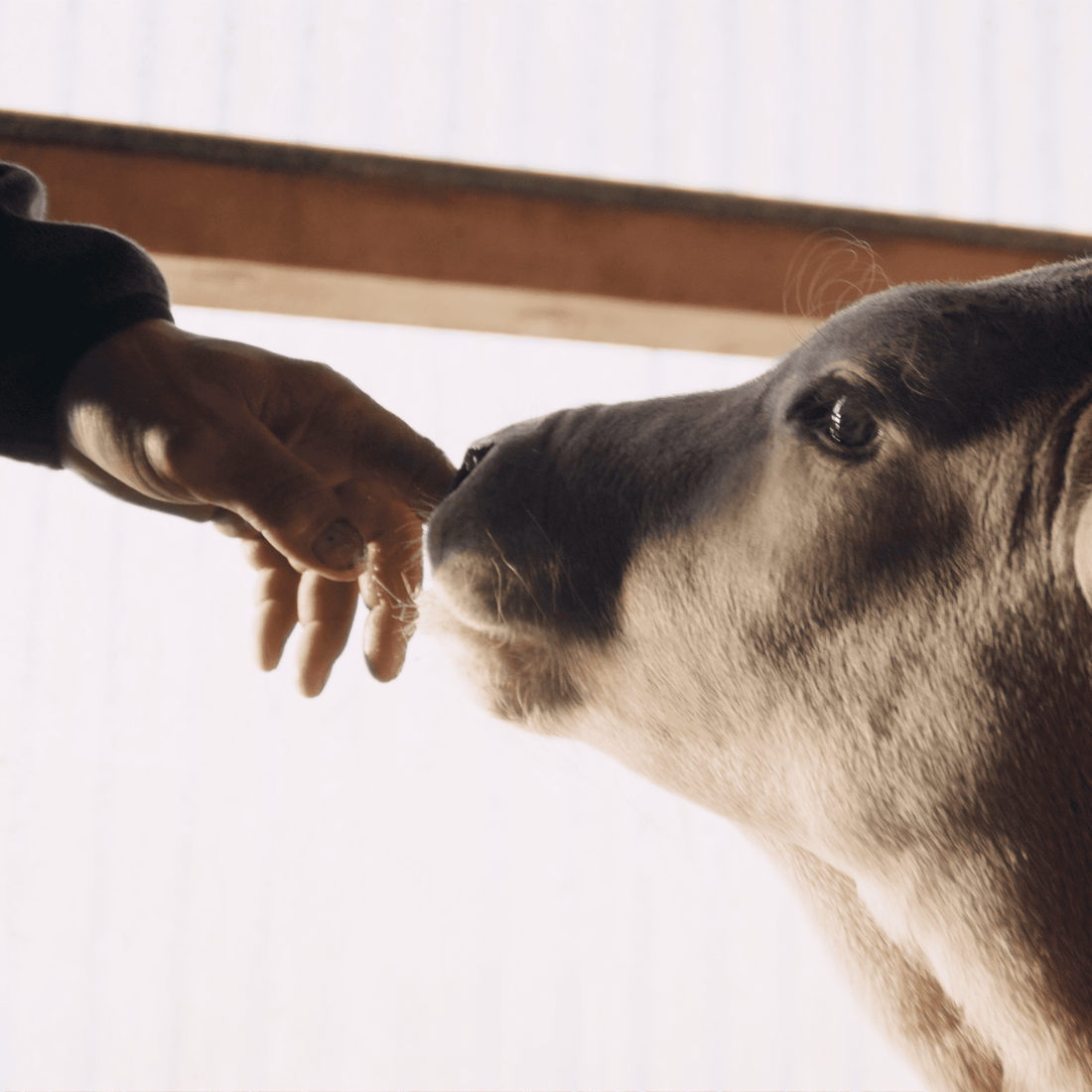Immunoglobuline Konzentrat –  Colostrum