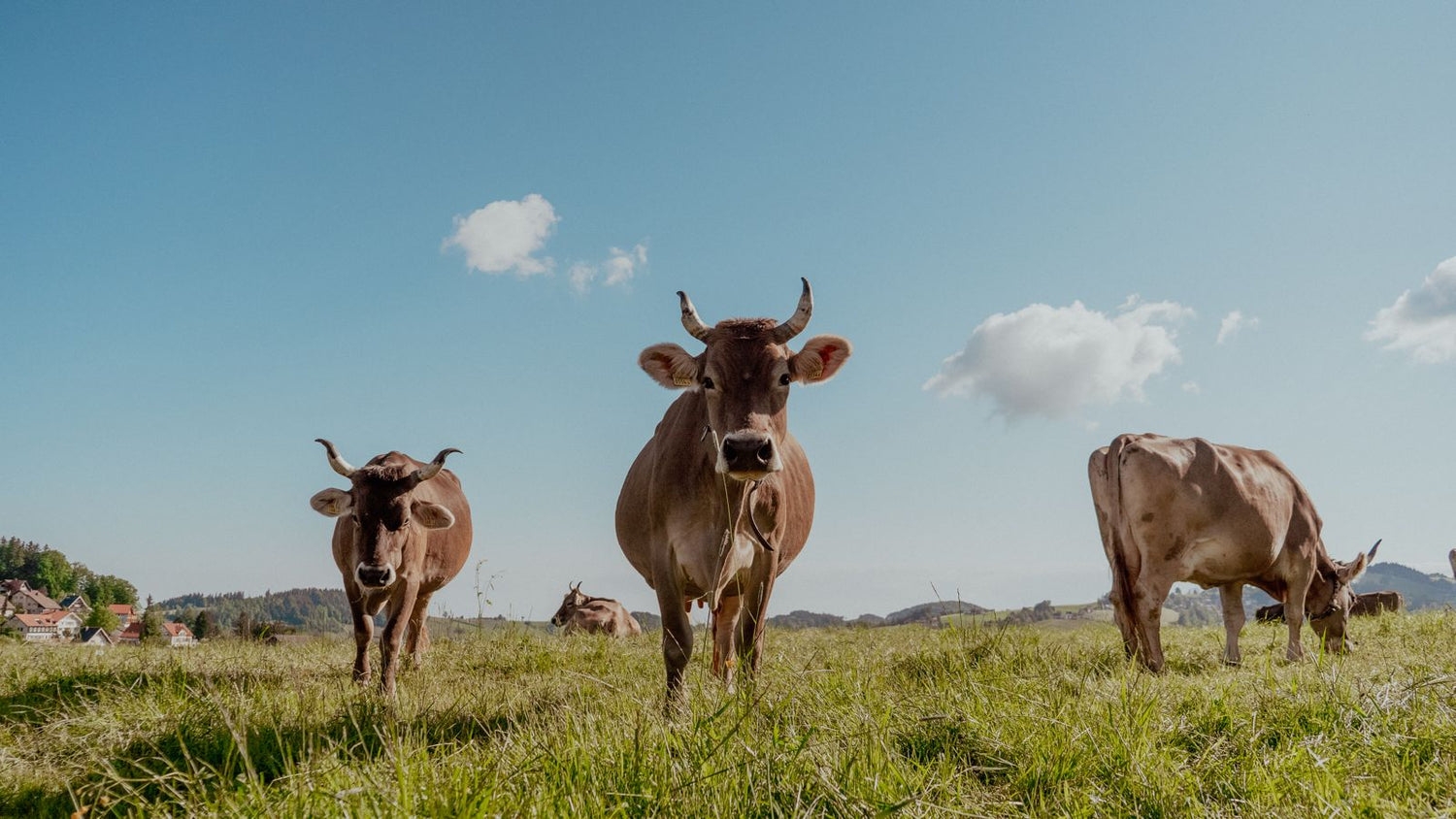 Brown Swiss cows grazing in a green pasture under a clear blue sky with fluffy white clouds.