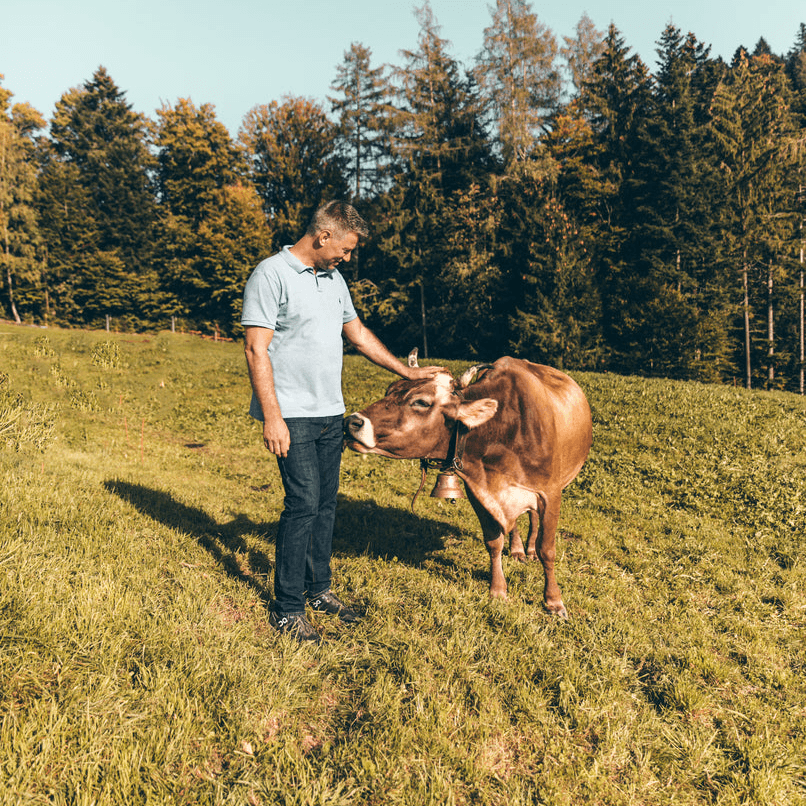 Man in light blue polo and dark jeans interacts with a brown cow in a green field, surrounded by trees.